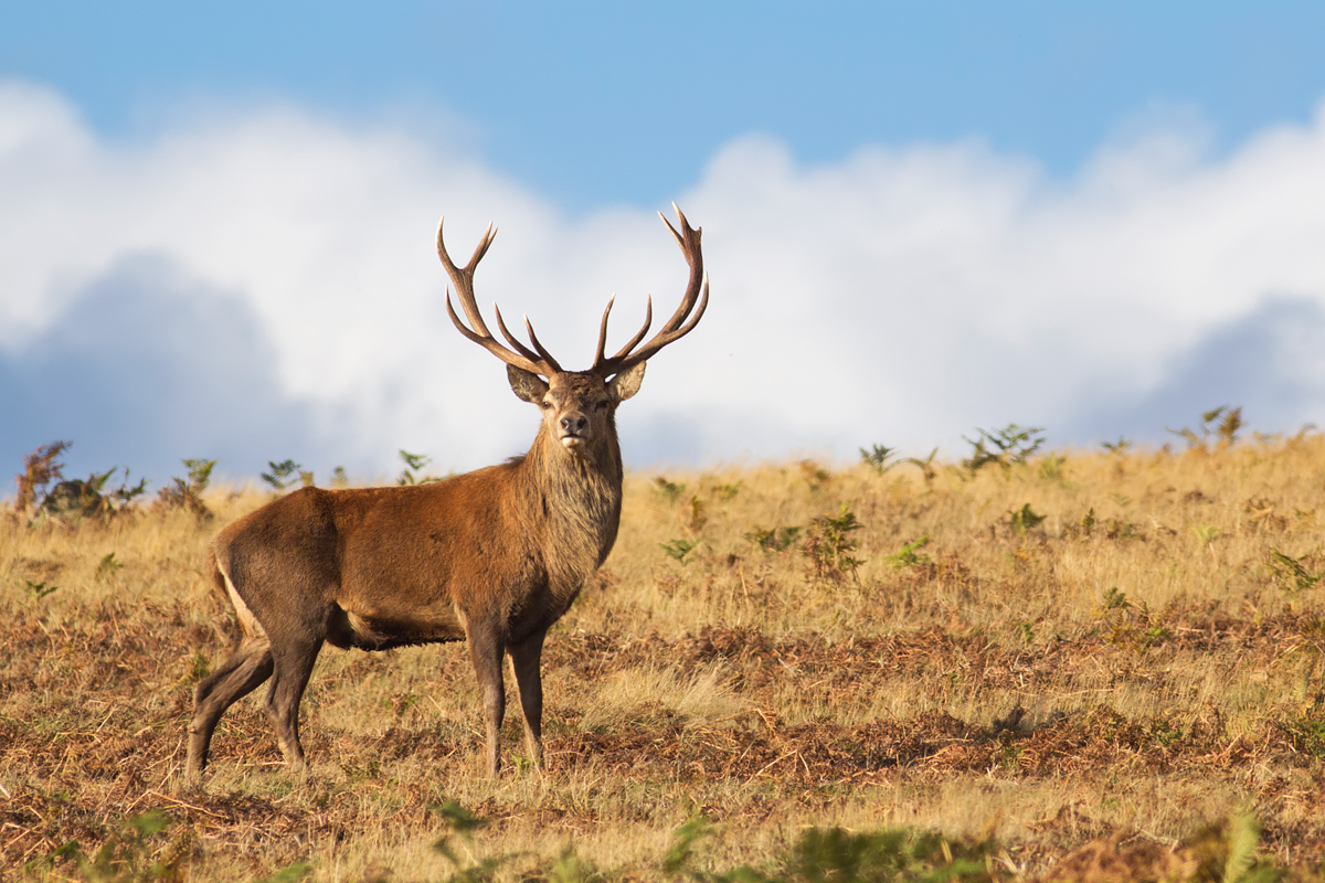 Red Deer Stag 1